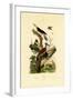 Greater Flameback, 1833-39-null-Framed Giclee Print