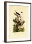 Greater Flameback, 1833-39-null-Framed Giclee Print