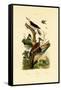 Greater Flameback, 1833-39-null-Framed Stretched Canvas