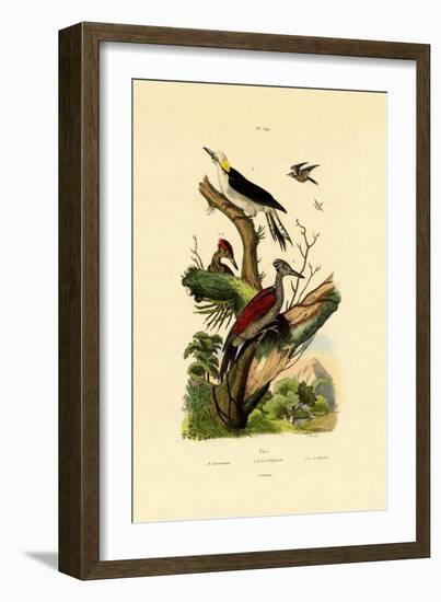 Greater Flameback, 1833-39-null-Framed Giclee Print