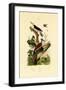 Greater Flameback, 1833-39-null-Framed Giclee Print