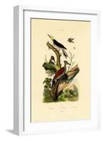 Greater Flameback, 1833-39-null-Framed Giclee Print