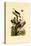 Greater Flameback, 1833-39-null-Stretched Canvas