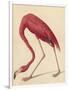 Greater Flamingo, 1838-John James Audubon-Framed Giclee Print