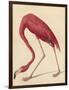 Greater Flamingo, 1838-John James Audubon-Framed Giclee Print