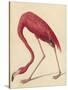 Greater Flamingo, 1838-John James Audubon-Stretched Canvas