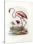 Greater Flamingo, 1864-null-Stretched Canvas