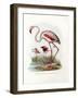 Greater Flamingo, 1864-null-Framed Giclee Print