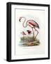 Greater Flamingo, 1864-null-Framed Giclee Print