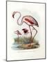 Greater Flamingo, 1864-null-Mounted Giclee Print