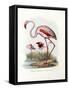 Greater Flamingo, 1864-null-Framed Stretched Canvas