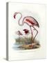 Greater Flamingo, 1864-null-Stretched Canvas