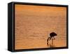 Greater Flamingo, at Dusk, Walvis Bay Lagoon, Namibia, Africa-Ann & Steve Toon-Framed Stretched Canvas