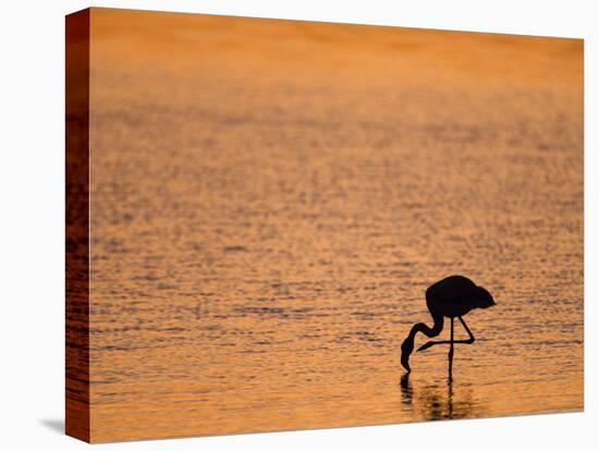 Greater Flamingo, at Dusk, Walvis Bay Lagoon, Namibia, Africa-Ann & Steve Toon-Stretched Canvas