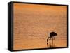 Greater Flamingo, at Dusk, Walvis Bay Lagoon, Namibia, Africa-Ann & Steve Toon-Framed Stretched Canvas