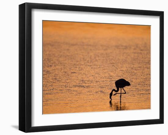Greater Flamingo, at Dusk, Walvis Bay Lagoon, Namibia, Africa-Ann & Steve Toon-Framed Photographic Print