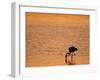 Greater Flamingo, at Dusk, Walvis Bay Lagoon, Namibia, Africa-Ann & Steve Toon-Framed Photographic Print