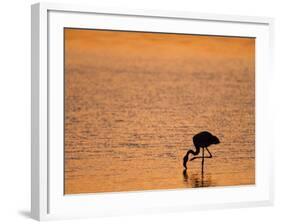 Greater Flamingo, at Dusk, Walvis Bay Lagoon, Namibia, Africa-Ann & Steve Toon-Framed Photographic Print