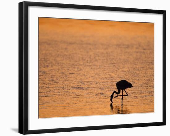 Greater Flamingo, at Dusk, Walvis Bay Lagoon, Namibia, Africa-Ann & Steve Toon-Framed Photographic Print