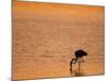 Greater Flamingo, at Dusk, Walvis Bay Lagoon, Namibia, Africa-Ann & Steve Toon-Mounted Photographic Print
