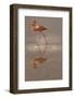 Greater Flamingo, Ecuador-Betty Sederquist-Framed Photographic Print