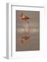 Greater Flamingo, Ecuador-Betty Sederquist-Framed Photographic Print