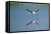 Greater Flamingo in Flight-null-Framed Stretched Canvas