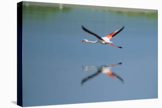 Greater Flamingo in Flight-null-Stretched Canvas