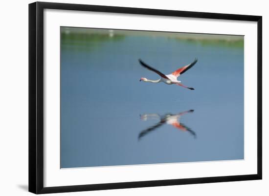 Greater Flamingo in Flight-null-Framed Photographic Print