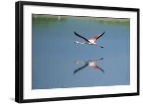 Greater Flamingo in Flight-null-Framed Photographic Print