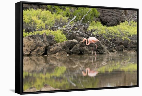 Greater Flamingo in Lagoon, Santa Cruz Island, Galapagos, Ecuador-Cindy Miller Hopkins-Framed Stretched Canvas