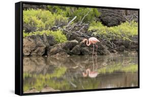 Greater Flamingo in Lagoon, Santa Cruz Island, Galapagos, Ecuador-Cindy Miller Hopkins-Framed Stretched Canvas