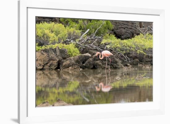 Greater Flamingo in Lagoon, Santa Cruz Island, Galapagos, Ecuador-Cindy Miller Hopkins-Framed Photographic Print