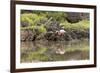 Greater Flamingo in Lagoon, Santa Cruz Island, Galapagos, Ecuador-Cindy Miller Hopkins-Framed Photographic Print