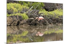 Greater Flamingo in Lagoon, Santa Cruz Island, Galapagos, Ecuador-Cindy Miller Hopkins-Mounted Photographic Print