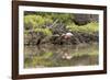 Greater Flamingo in Lagoon, Santa Cruz Island, Galapagos, Ecuador-Cindy Miller Hopkins-Framed Photographic Print