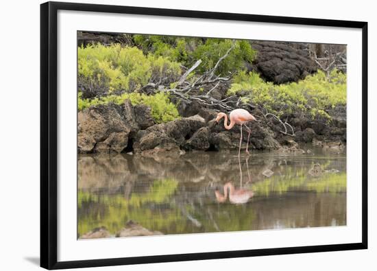 Greater Flamingo in Lagoon, Santa Cruz Island, Galapagos, Ecuador-Cindy Miller Hopkins-Framed Photographic Print