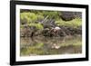 Greater Flamingo in Lagoon, Santa Cruz Island, Galapagos, Ecuador-Cindy Miller Hopkins-Framed Photographic Print