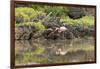 Greater Flamingo in Lagoon, Santa Cruz Island, Galapagos, Ecuador-Cindy Miller Hopkins-Framed Photographic Print