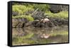 Greater Flamingo in Lagoon, Santa Cruz Island, Galapagos, Ecuador-Cindy Miller Hopkins-Framed Stretched Canvas