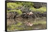 Greater Flamingo in Lagoon, Santa Cruz Island, Galapagos, Ecuador-Cindy Miller Hopkins-Framed Stretched Canvas