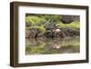 Greater Flamingo in Lagoon, Santa Cruz Island, Galapagos, Ecuador-Cindy Miller Hopkins-Framed Photographic Print