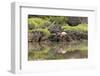 Greater Flamingo in Lagoon, Santa Cruz Island, Galapagos, Ecuador-Cindy Miller Hopkins-Framed Photographic Print