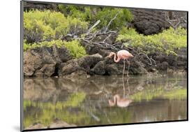 Greater Flamingo in Lagoon, Santa Cruz Island, Galapagos, Ecuador-Cindy Miller Hopkins-Mounted Photographic Print