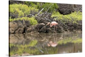 Greater Flamingo in Lagoon, Santa Cruz Island, Galapagos, Ecuador-Cindy Miller Hopkins-Stretched Canvas
