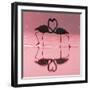 Greater Flamingo Pair Kissing-null-Framed Photographic Print