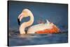 Greater Flamingo (Phoenicopterus Roseus) Bathing, Pont Du Gau, Camargue, France, May 2009-Allofs-Stretched Canvas