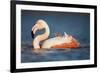 Greater Flamingo (Phoenicopterus Roseus) Bathing, Pont Du Gau, Camargue, France, May 2009-Allofs-Framed Photographic Print