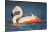 Greater Flamingo (Phoenicopterus Roseus) Bathing, Pont Du Gau, Camargue, France, May 2009-Allofs-Mounted Photographic Print