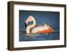 Greater Flamingo (Phoenicopterus Roseus) Bathing, Pont Du Gau, Camargue, France, May 2009-Allofs-Framed Photographic Print
